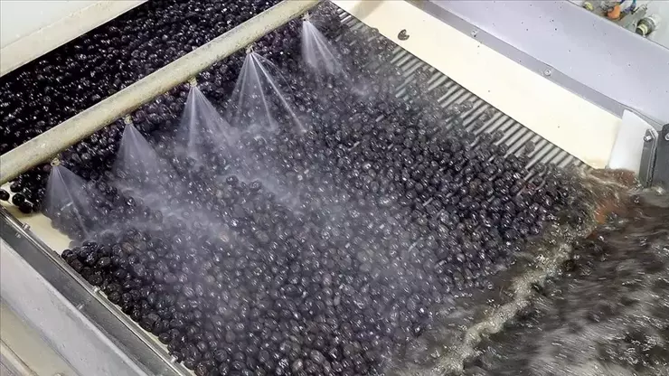 Marmarabirlik’ten 50 milyon dolarlık ihracat atağı