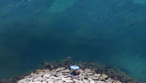 Aşırı sıcaklar deniz canlılarının yaşam alanlarını kökten değiştiriyor - 5