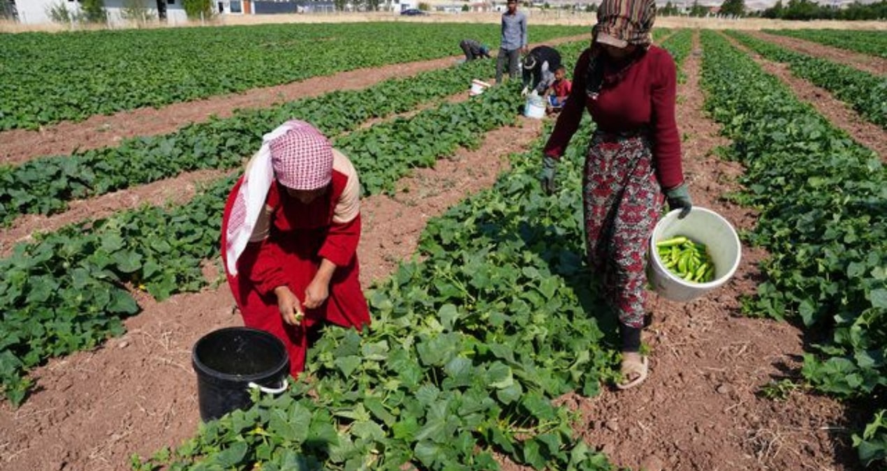 Yeşil altın hasadı başladı: Bir yıl boyunca milyonlarca sofraya ulaşacak