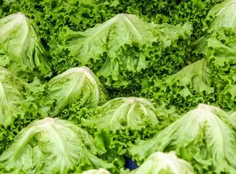 Marul Salgını Nedeniyle Vaka Sayısı 20 Bini Aştı