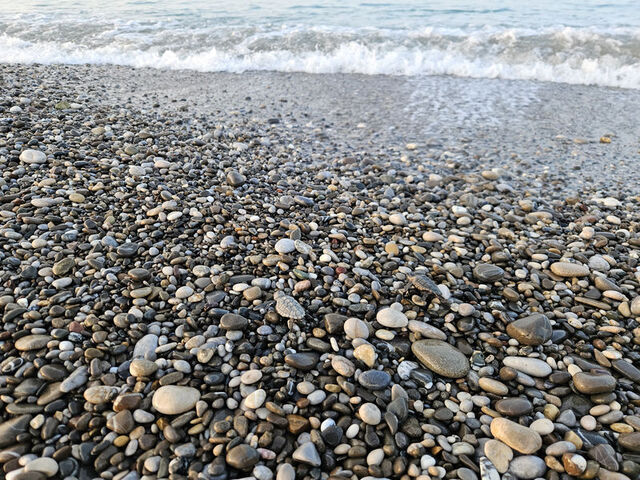 Belek'te yavrular denizle buluşuyor - 5