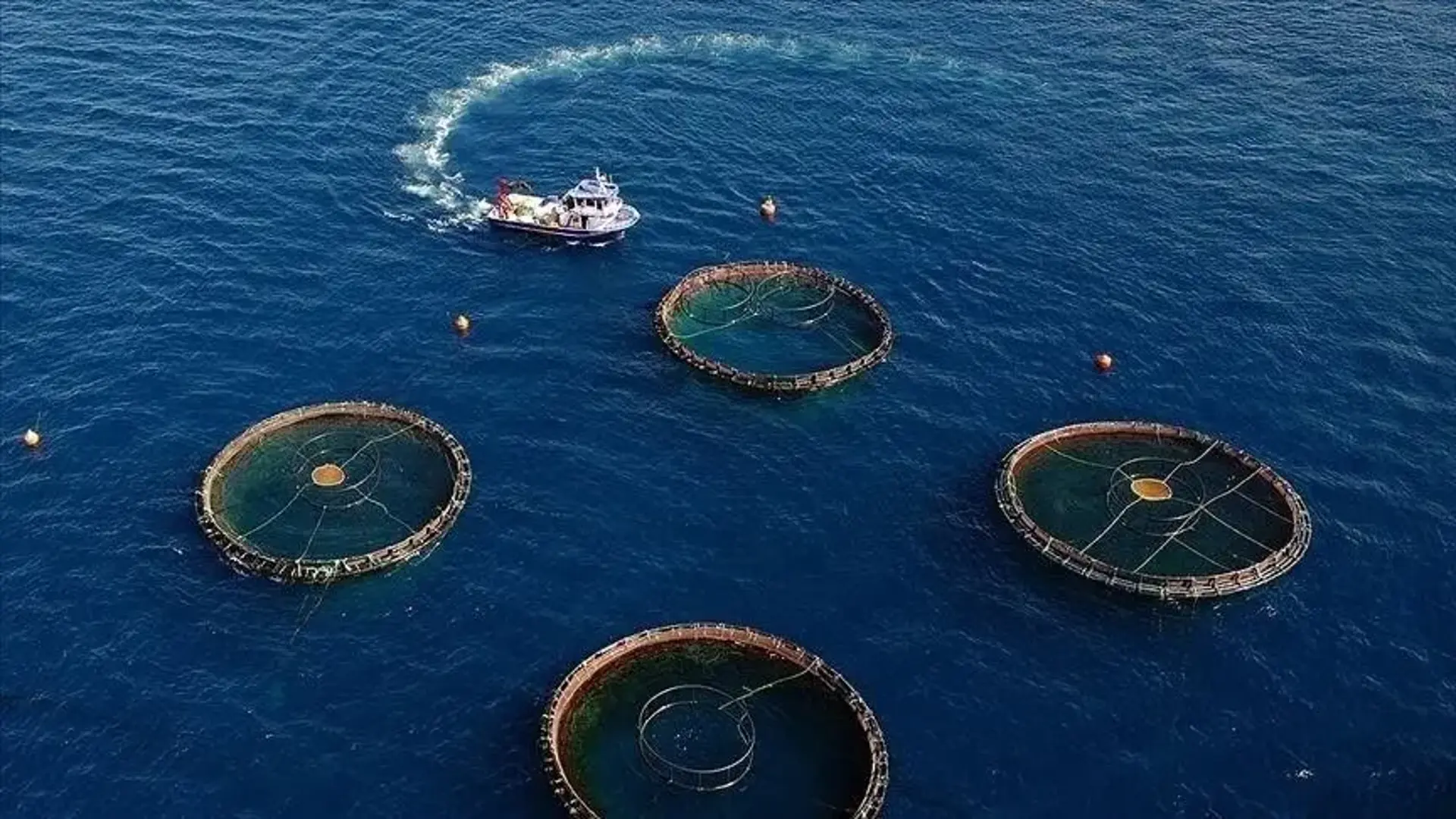 Karadeniz'in su ürünleri ihracatı 6 ayda 186,5 milyon dolara ulaştı