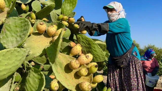 Çerçeve Yasa Teklifi 12 Maddeden Oluşuyor