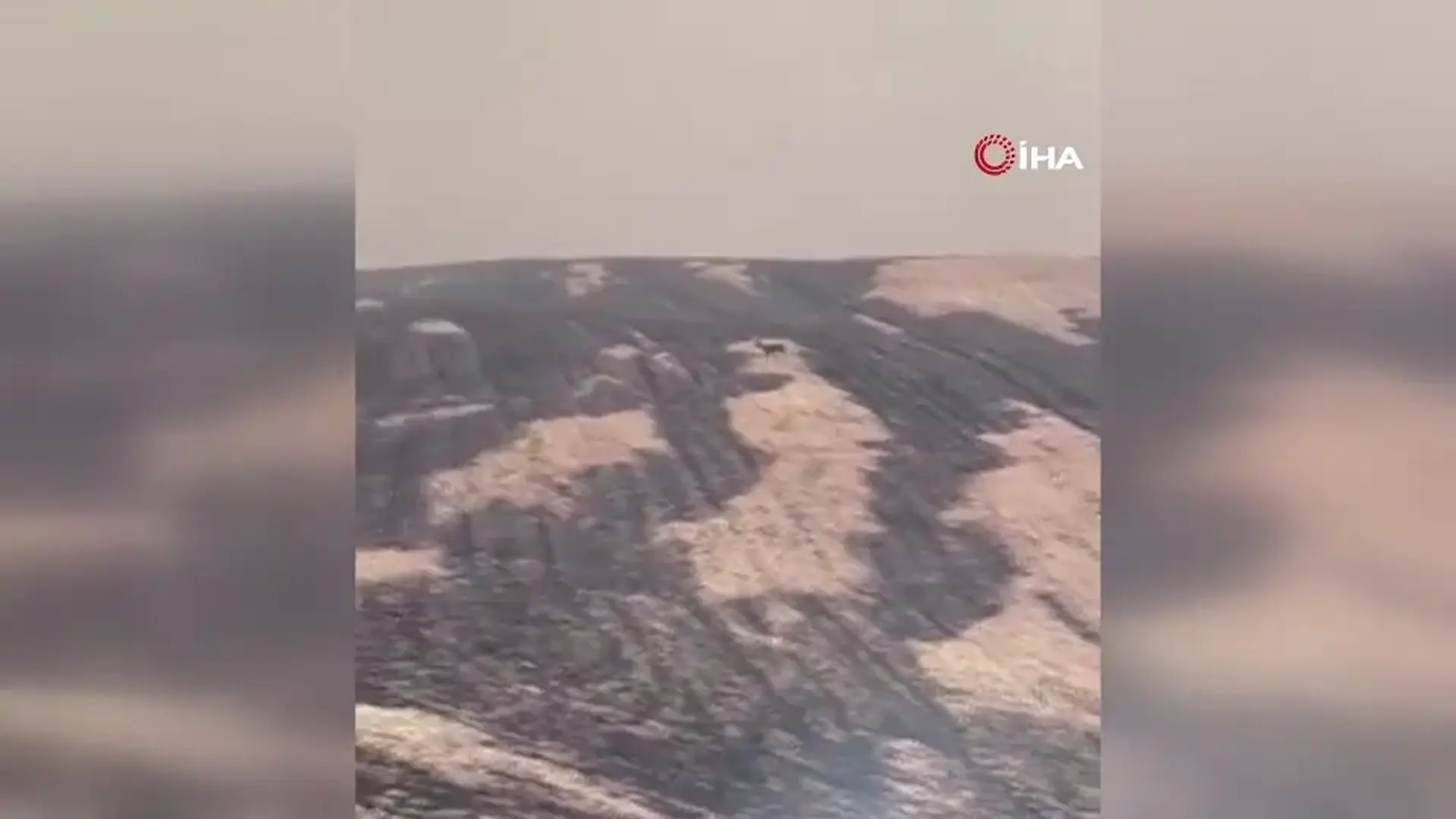 Çanakkale'de yangından kaçan geyik kameralara yansıdı