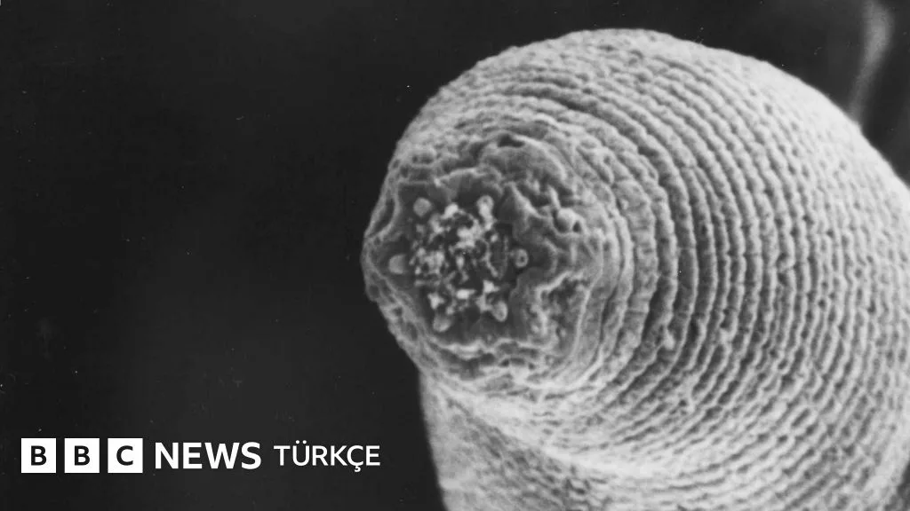 Dünya'nın Derinliklerinde Gizemli Şeytan Solucanları Keşfedildi