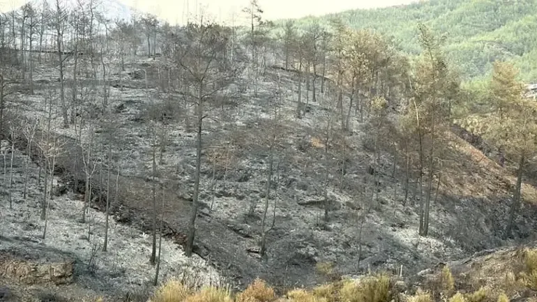 Muğla'daki Orman Yangınlarının Bilançosu: 5 Bin Hektardan Fazla Alan Zarar Gördü